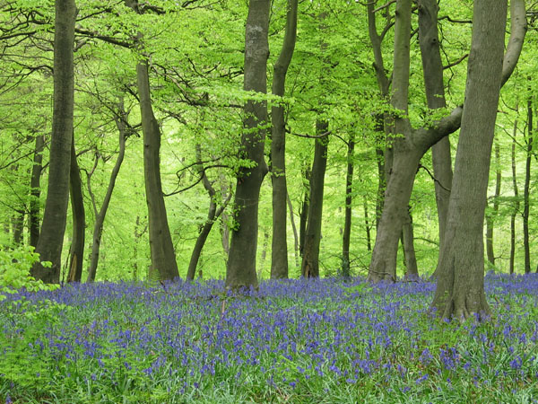 ChilternBluebells