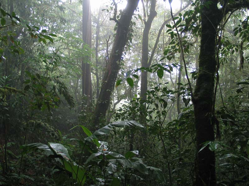CostaRicaCloudForest