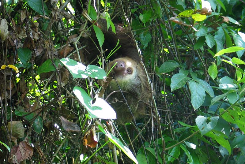 CostaRicaSloth