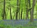 ChilternBluebells