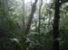 CostaRicaCloudForest