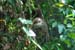 CostaRicaSloth